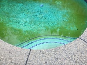 Why is my pool or spa water green or brown?